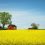 canola