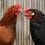 Chicken and Obesity ss