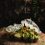 Plant-Based Diets and Cardiovascular Disease Risk Among U.S. Adult diego-arenas-de-rodrigo-GmF5cGIE3DA-unsplash