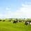 High-cost-of-inexpensive-food__-factory-farming-and-ist-implications-on-the-global-industrialized-farming