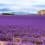 lavender treatment migraine headache