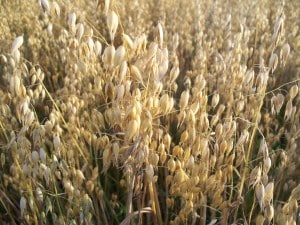 Oats