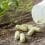 Principles of Healthy Eating: Dietary Supplements