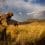 All About Grains - Part 1 www.lifeandhealth-85